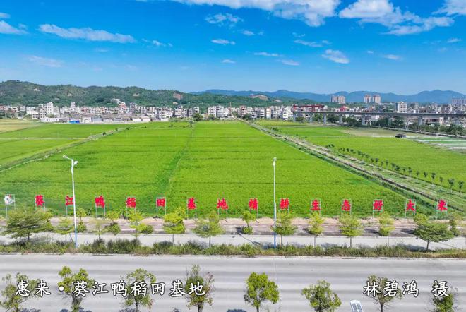 【体育】2024年惠来县中小学生田径公开赛圆满闭幕(图5)