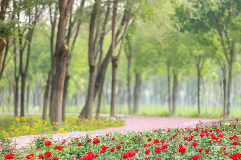 4月11日开始报名北京花马定于5月11日鸣枪开跑(图2)