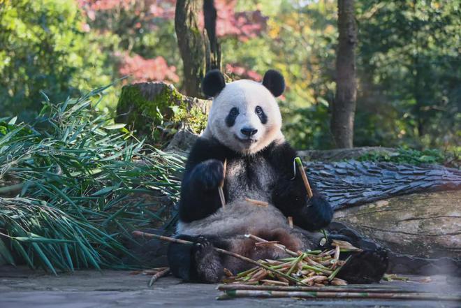 2024雅安雨城半程完美体育网站马拉松赛暨“跑遍四川”（雅安站）将于12月29日鸣枪起跑！(图7)