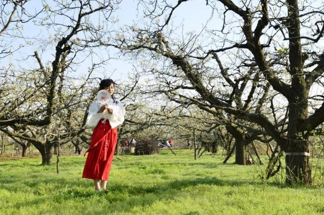 完美体育网站安徽泗县：“花漾经济”铺就农文旅融合致富路(图4)